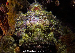 Stone fish (Scorpion) in the shadows. Taken on a Nigth Di... by Carlos Pérez 